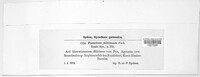 Fusarium miniatum image